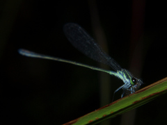 Pseudagrion salisburyense