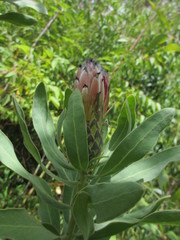 Protea × hybrida