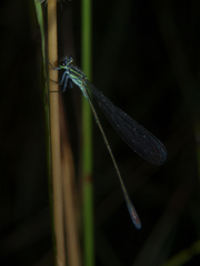 Pseudagrion salisburyense
