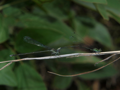 Pseudagrion melanicterum