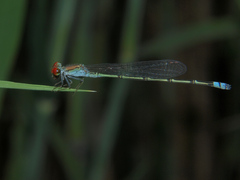 Pseudagrion acaciae