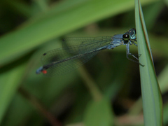 Pseudagrion salisburyense