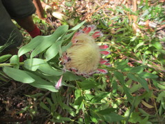 Protea × hybrida
