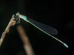 Pseudagrion glaucescens