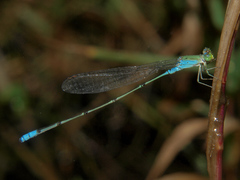 Pseudagrion glaucescens