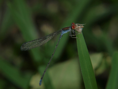 Pseudagrion acaciae
