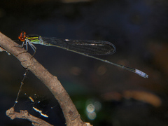 Pseudagrion hageni