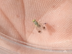 Euarestoides acutangulus