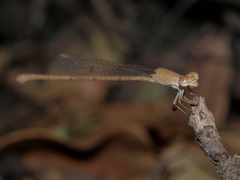 Ceriagrion glabrum