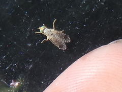 Euarestoides acutangulus