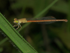 Ceriagrion glabrum