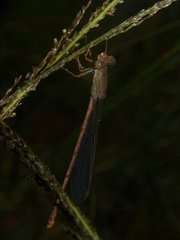 Ceriagrion glabrum