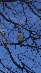 Buteo jamaicensis