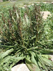 Rumex rupestris
