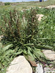 Rumex rupestris