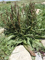 Rumex rupestris