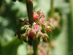 Rumex rupestris