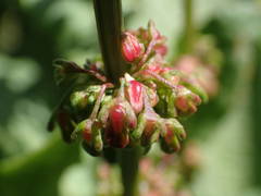 Rumex rupestris
