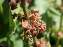 Rumex rupestris