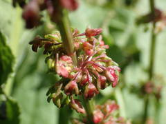 Rumex rupestris