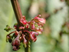 Rumex rupestris