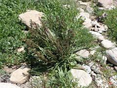Rumex rupestris