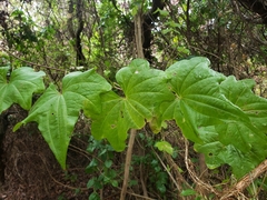 Dioscorea bryoniifolia