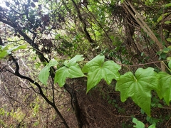 Dioscorea bryoniifolia