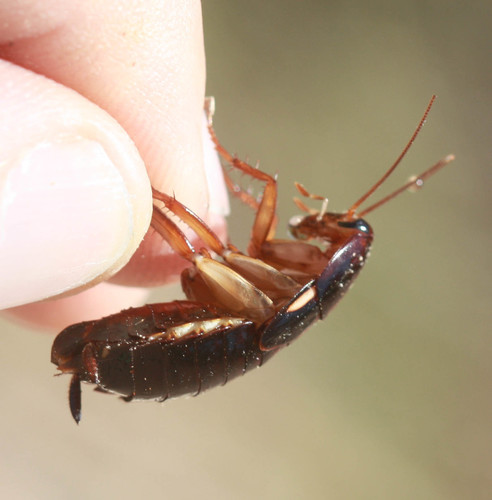 Turkestan Cockroach photo 5