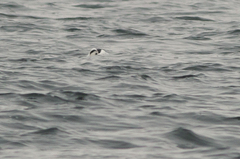 Mergellus albellus