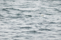 Mergellus albellus