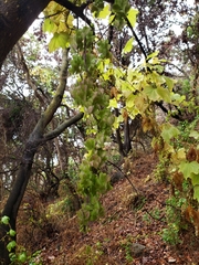 Dioscorea bryoniifolia