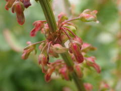Rumex rupestris