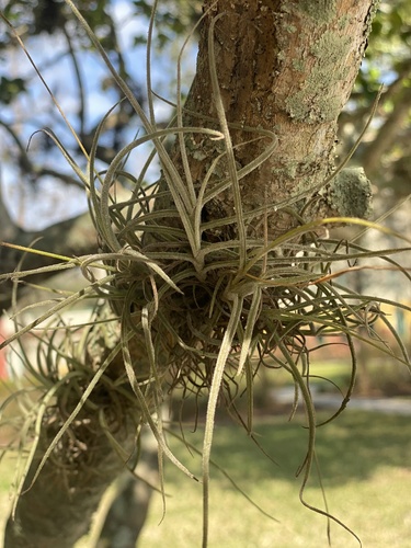 Tillandsia recurvata image