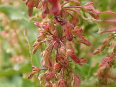 Rumex rupestris