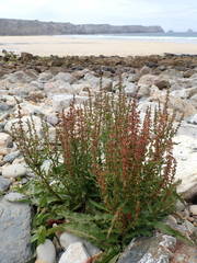 Rumex rupestris