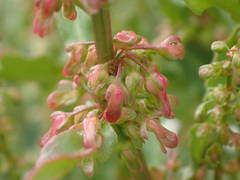 Rumex rupestris