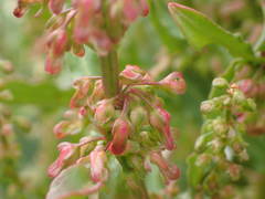 Rumex rupestris