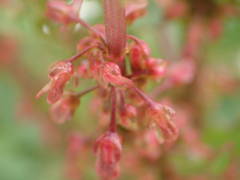 Rumex rupestris