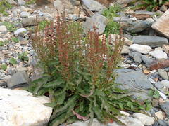 Rumex rupestris