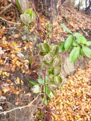 Dioscorea bryoniifolia