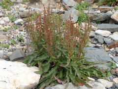 Rumex rupestris