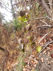 Dioscorea bryoniifolia