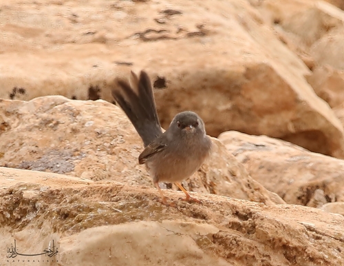 Foto de Marmora's Warbler
