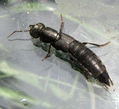 Ocypus nitens