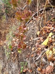Dioscorea bryoniifolia