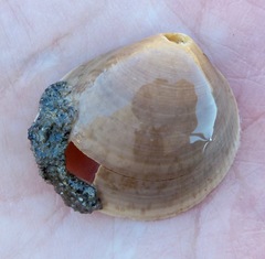 Laevicardium substriatum