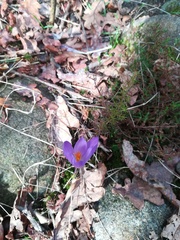 Crocus