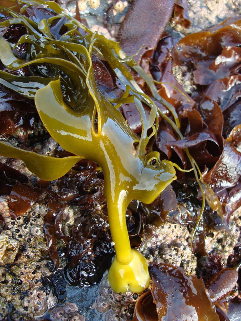 Durvillaea incurvata