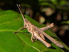 Acrididae